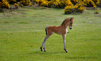 Foal in the New Forest, Hampshire,  England .
